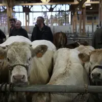 Un peu plus de 200 animaux étaient réunis, samedi dernier, à Aumont-Aubrac pour la 40e édition du concours du broutard et celui des agnelles.