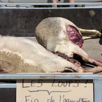 Six attaques depuis le début du mois de juillet, onze depuis le début de l'année, les syndicats agricoles dénoncent une mauvaise gestion du loup au ni