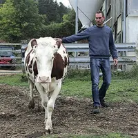Dimanche prochain, Fabrice Perrier présentera une génisse, Manuelle et une vache, Ginette.