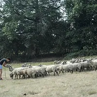 Dans certains secteurs, les repousses d’herbe ont disparu sous la chaleur.