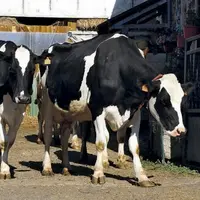 Le trophée Technilait a de nouveau récompensé les éleveurs laitiers dans les cinq races présentes sur le territoire : Prim'Holstein, Brunes, Montbélia