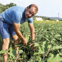 Alain Mounier, à Charmes-sur-Rhône, produits des légumes destinés à la « baby food ».