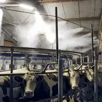 Le bon dosage du brumisateur permet très rapidement de baisser la température.
