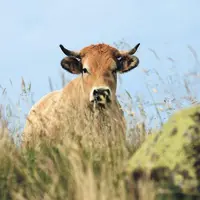 Si la stratégie nationale bas carbone (SNBC) a été élaborée par le ministère de la Transition écologique, son volet agricole a été traité par la rue d