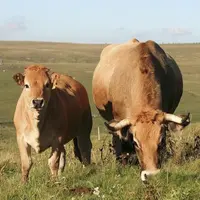 Les marchés agricoles de l'UE restent, pour certains (céréales, fruits et légumes, produits bio, etc.), dans une situation difficile.