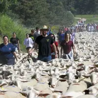 2 500 brebis sont montées sur le mont Lozère pour rejoindre leur estive ce dimanche 18 juin. L'occasion de faire la fête autour d'une tradition prisée