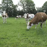 L’échelle de la ferme pourra être utile pour diffuser les bonnes pratiques en matière de réduction des émissions, mais est-elle adaptée en termes de p