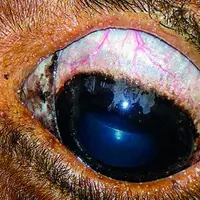 La maladie peut entrer dans une phase chronique caractérisée par la présence de kystes parasitaires notamment sous le derme et la sclère de l’animal.