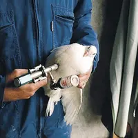 Des succès notables ont été enregistrés, par exemple la diminution de salmonellose chez les volailles.