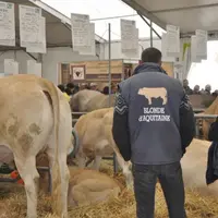 La race blonde d’Aquitaine reviendra en concours national au Sommet de l’élevage en 2019.
