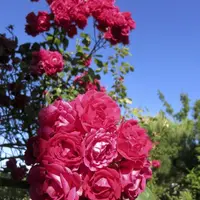 Pour un bon entretien des rosiers, mieux vaut supprimer les fleurs au fur et à mesure, juste sous la première feuille sous le pédoncule, pour le dépar