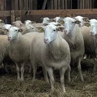 Six cent grammes de concentré par jour avec un foin de qualité moyenne.