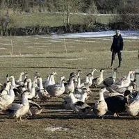 En moyenne, chaque année, Monique et Alain Vergély de la ferme du Caïrou de Carnac, sur la commune de Mas-Saint-Chély, élèvent 12 000 canards.