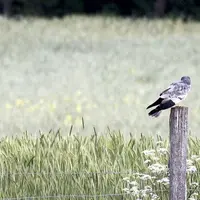 En Lozère, 50 à 90 couples de Busard cendré et 40 à 60 couples de Busard Saint-Martin étaient présents en 2000. En 2021, les effectifs estimés grâce à