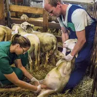 Sur les cinq dernières années, le nombre de vétérinaires déclarant une activité pour les animaux de rente est passé de 3 869 en 2016 à 3 155 en 2020,