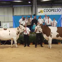 Blanche, meilleure mamelle adulte et Debranche championne adulte Montbéliarde.