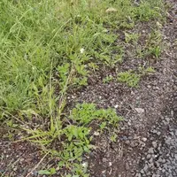 L’invasion tant redoutée s’installe désormais en Lozère où quelques pieds d’ambroisie ont été découverts dans la vallée du Tarn. Les rendements agrico
