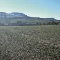 Surveillance des seuils d’infestation des mauvaises herbes sur céréales (exercice de terrain).
