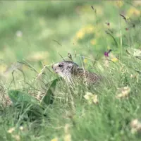 Réintroduite en 1989, la marmotte a étendu son aire de jeu sur tout le massif cantalien.