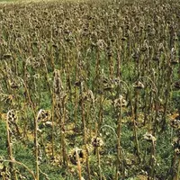 Face aux événements climatiques extrêmes, les outils assurantiels de la Pac sont trop faiblement dotés et les synergies entre les différentes mesures