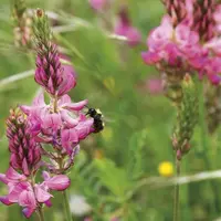 Annoncés pour décembre 2020, le plan pollinisateur et son volet réglementaire avaient été décalés à la demande du monde agricole. La version publiée s