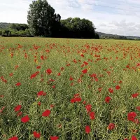 Après des mois de négociations, les membres du comité de l’Agriculture de l’OMC sont sur le point de se mettre d’accord sur trois textes comprenant un
