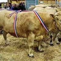 Avec une affluence moyenne, ce 43e concours à Aumont-Aubrac a été l'occasion pour les éleveurs bovins mais aussi ovins de mesurer la qualité de leur t