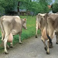 Les meilleurs élevages produisent jusqu’à 10 000 litres de lait par vache et par an et le lait de Brune contribue grandement à la renommée des fromage