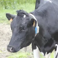 Prim'Holstein Aveyron organise sa traditionnelle journée technique départementale jeudi 24 novembre à Luc-la-Primaube. La quinzième édition sera consa