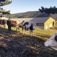 Installé à Allenc, Christophe Jaffuer élève des vaches laitières et allaitantes. En 2017, il décide de convertir l’exploitation en agriculture bio pou