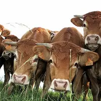 À travers deux études, le cercle de réflexion I4CE invite les pouvoirs publics à accompagner la baisse de l’élevage, des champs à l’assiette. Alors qu