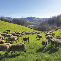 L’herbe est un des premiers leviers à actionner pour améliorer l’autonomie protéique des élevages de ruminants. Dès la fin de l’hiver, on peut profite