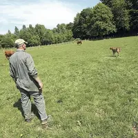 L'ingestion d'herbe jeune et la complémentation minérale sont à surveiller de près pour éviter la tétanie d'herbage.