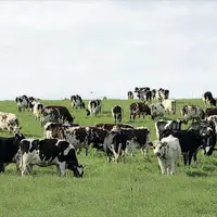 Le projet Life Carbon Dairy a permis de mettre en avant les contributions positives des élevages pour montrer leurs atouts.
