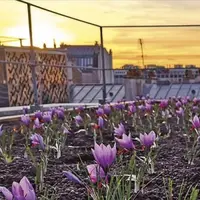 En septembre, une safranière a vu le jour sur les toits du centre commercial de la Part-Dieu à Lyon. Le crocus sativus (crocus à safran) s'adapte faci