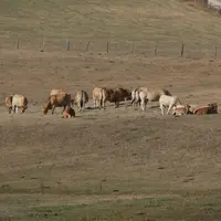 Dans un rapport rendu public le 17 juin, le CGAAER émet six recommandations pour réformer le régime des calamités agricoles en cas de sécheresses pour