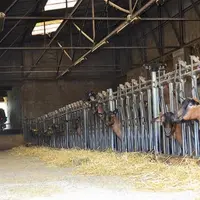 L’ancienne bergerie a été réaménagée par les éleveurs pour accueillir 175 chèvres en production laitière.