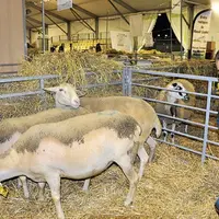 De bon matin, durant trois jours, les élèves des lycées agricoles de la région ont été au petit soin des brebis et autres agneaux du hall 5. Ici, Math