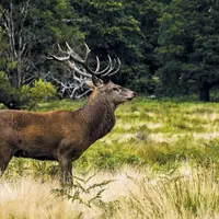 Samedi 2 et dimanche 3 octobre 2021, les fédérations départementales des chasseurs du Cantal et de Lozère ont organisé, sur le massif de la Truyère et
