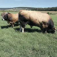 L’ICHN est une aide fondamentale pour le maintien de l’activité agricole dans les zones défavorisées.