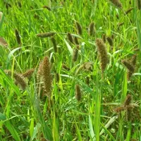 Le moha est une plante ancienne qui n'a pas été sélectionnée.