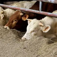 Selon les prévisions de l’Idele, les exportations de broutards devraient continuer à reculer en 2023, les jeunes animaux étant de plus en plus engrais