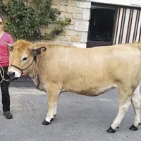 Marie-Anne Certes présentera, pour sa seconde participation, quatre bêtes lors de la troisième édition du comice de la Haute-Truyère qui se tiendra le