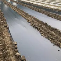 Ce nouveau film de paillage est testé sur 1 000 m².