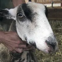 Parmi les symptômes de la FCO chez les ovins : une salivation importante. La langue peut vite enfler, devenir cyanosée et pendre hors de la bouche.