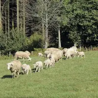 Le projet Écolagno vise à étudier l’incidence sur l’exploitation et l’acceptabilité par le consommateur d’une viande d’agneau produite selon des prati