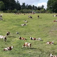 Le trophée Technilait a de nouveau récompensé les éleveurs laitiers dans les cinq races présentes sur le territoire : Prim’Holstein, Brunes, Montbélia