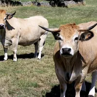Mardi 17 janvier, le Cerfrance Occitanie a présenté les résultats prévisionnels 2022 des filières animales en région.