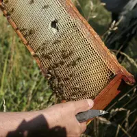 En 2015, la production de miel a été légèrement supérieure à 10 000 tonnes.