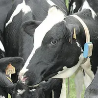 Pour les agriculteurs avec le même numéro Pacage en 2014 et 2015, le montant est un pourcentage des paiements au titre de la campagne 2014 : jusqu’à 4